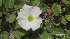 Ipomea del Negombo