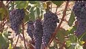 La vendemmia