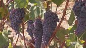 La vendemmia
