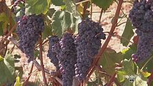 La vendemmia