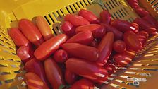 Il pomodoro San Marzano Dop
