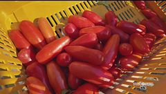 Il pomodoro San Marzano Dop