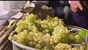 La vendemmia notturna