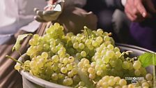 La vendemmia notturna