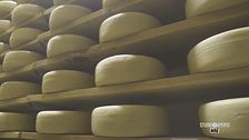 Una guida per conoscere i formaggi