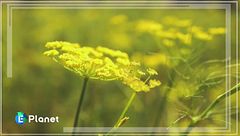 Puntata del 4 gennaio