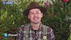 E-Garden: l'agrifoglio