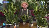 E-Garden: la sansevieria