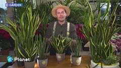 E-Garden - Sansevieria