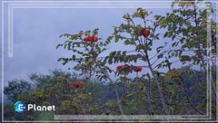 La ruta de las flores