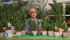 E-Garden: la zamioculcas