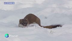 Le Storie di: i Giochi Olimpici invernali