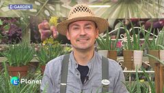 E-Garden: L'aloe vera