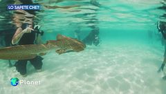 Lo sapete che: gli squali leopardo in Thailandia