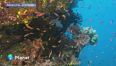 Le pagelle in...sostenibili del 22 febbraio