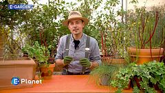 E-Garden: cespugli per terrazze