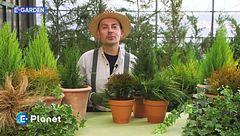 E-Garden: piccole conifere