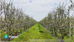 Un mandorleto che respira