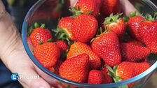 La fragola della Basilicata