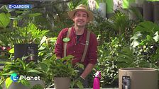 E-Garden: piante da interno