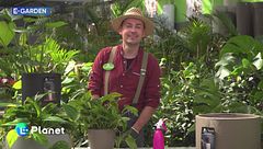 E-Garden: piante da interno