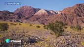 Lo sapete che: fioritura senza precedenti nella Death Valley