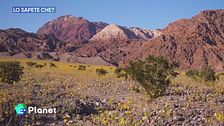 Lo sapete che: fioritura nella Death Valley