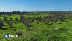 Xylella, dal devasto all'opportunità