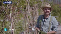 E-Garden: il glicine