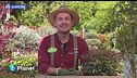 E-Garden: arbusti sempreverdi