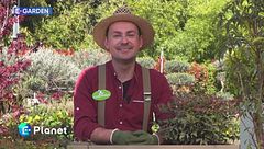 E-Garden: arbusti sempreverdi