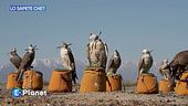 Lo sapete che: falchi sacri in Kazakistan