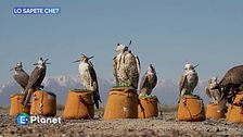Lo sapete che: falchi sacri in Kazakistan