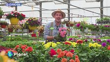 E-Garden: dalie