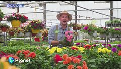 E-Garden: dalie