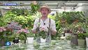 E-Garden: kalanchoe