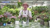 E-Garden: kalanchoe