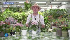 E-Garden: kalanchoe