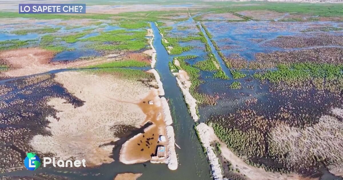 E-Planet: Lo sapete che: paludi in Iraq Video | Mediaset Infinity