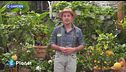 E-Garden: gli agrumi