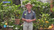 E-Garden: gli agrumi