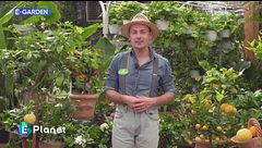 E-Garden: gli agrumi