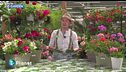 E-Garden: gerani