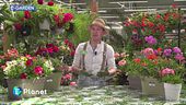 E-Garden: gerani