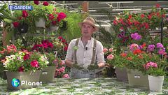 E-Garden: gerani