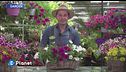 E-Garden: surfinie e petunie