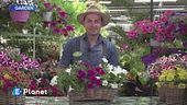 E-Garden: surfinie e petunie