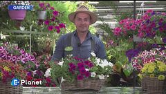 E-Garden: surfinie e petunie