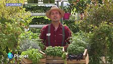 E-Garden: basilico