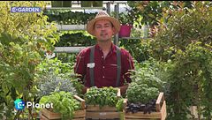 E-Garden: basilico